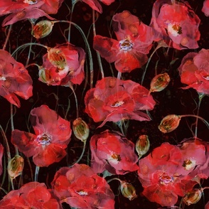 Red poppies on a black
