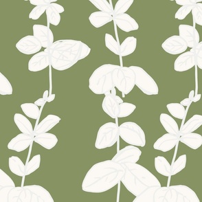 546-Oregano-Olive