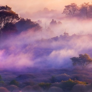 Gorgeous Purple and Orange Misty Landscape