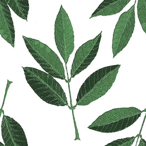 Ash leaves on white 18x18