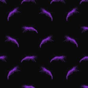 Fantasy Purple Shrimp on Black