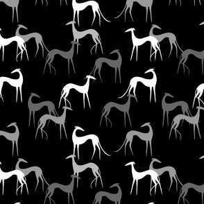 sighthounds-black