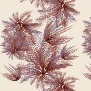 feathered starfish