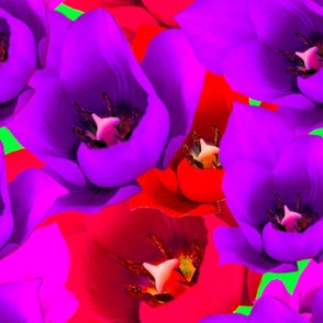Red Tulip Photography Purple Tulip Photography   - X JUMBO Scale / TULIP Garden Photography