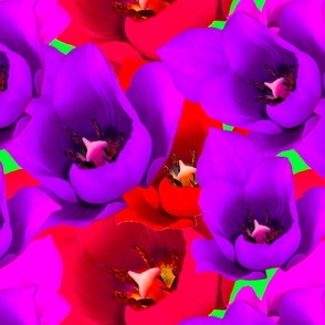 Red Tulip Photography Purple tulip Photography - JUMBO Scale  / TULIP Garden Photography