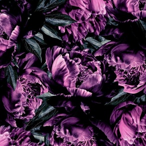Large purple peonies. Dark moody flowers. Mystic vintage midnight.