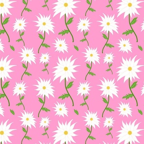 Wild Daisy Dream - white on hot candy pink