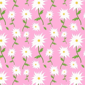 Wild Daisy Dream - white on candy pink 