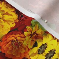 Hot Colored Zinnias_1151