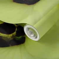 Okra Blossom