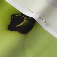 Okra Blossom