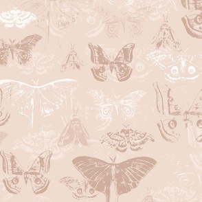 Moths, Vintage Moths, Pink