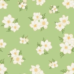 jasmine flowers on green background