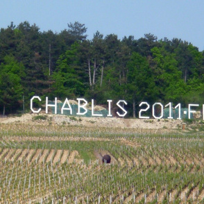 Chablis Wine Landscape, France