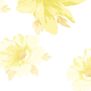 Blomma jumbo daffodil