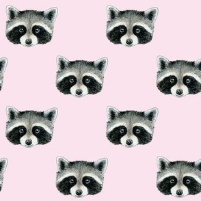 Racoon faces in rows on cherry blossom pink - medium scale