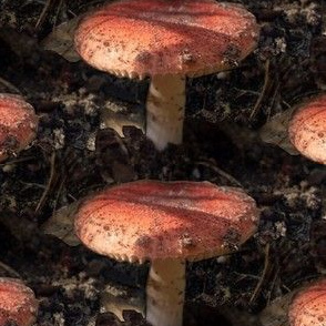 Mushroom in the Dirt