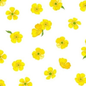 Buttercup flowers on a white background. Buttercups set.