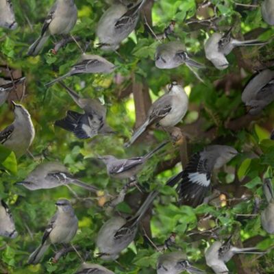 Mockingbird on bougainvillea