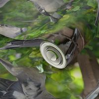 Mockingbird on bougainvillea