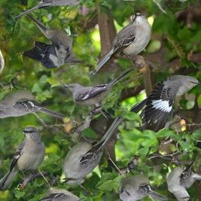 Mockingbird on bougainvillea