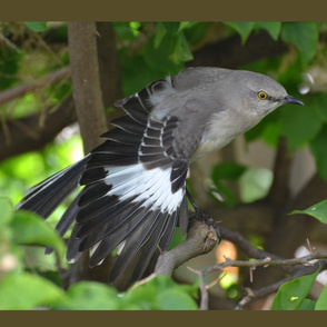 Mockingbird pillows