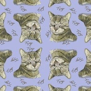 Tygr Tabby Cat