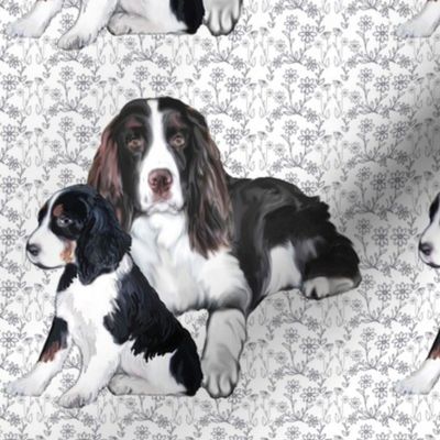 Springer Spaniel Adult and Puppy