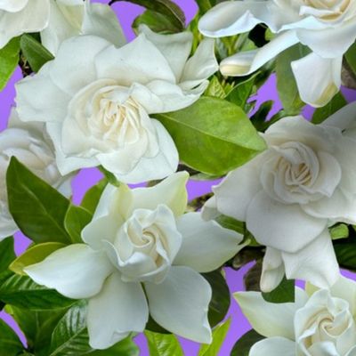 Gardenias for Betty purple