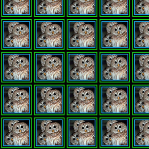 owls-150-ed