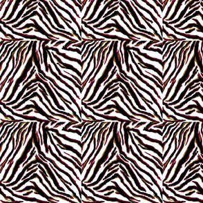 zebra_Image