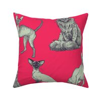 Artist Illustrated Cats JUMBO Print - Hot Pink