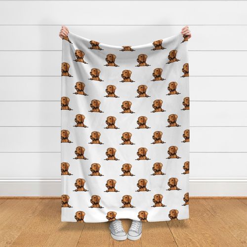 Wirehaired Vizsla Dog Breed Pet Lovers White