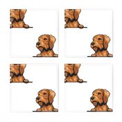 Wirehaired Vizsla Dog Breed Pet Lovers White