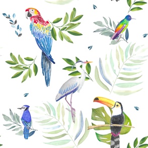 Tropical Birds - White background