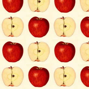 Apple checkerboard (schoolhouse kitchen litho encyclopedia illustration)