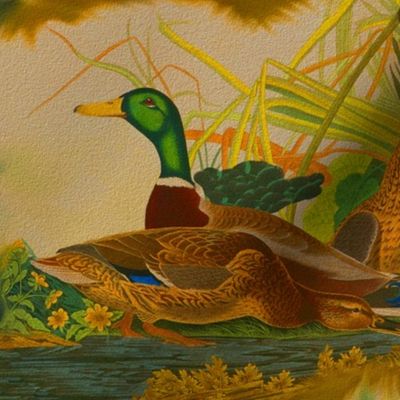 Antique Mallard Ducks - Robert Havell