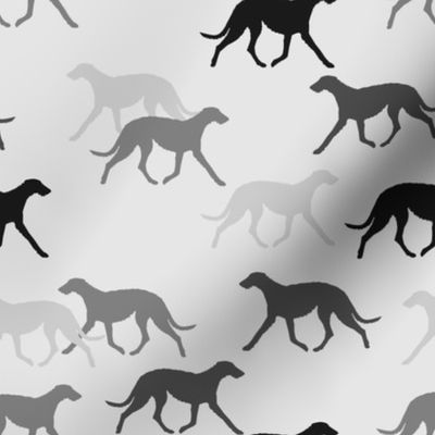 Deerhound black-grey