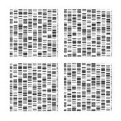 DNA Print