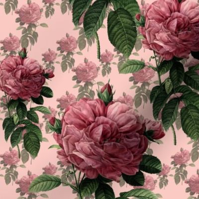 Redoute' Roses ~ Sweet Pink