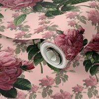 Redoute' Roses ~ Sweet Pink