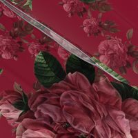Redoute' Roses ~ Deep Rose