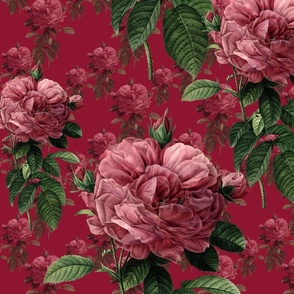 Redoute' Roses ~ Deep Rose