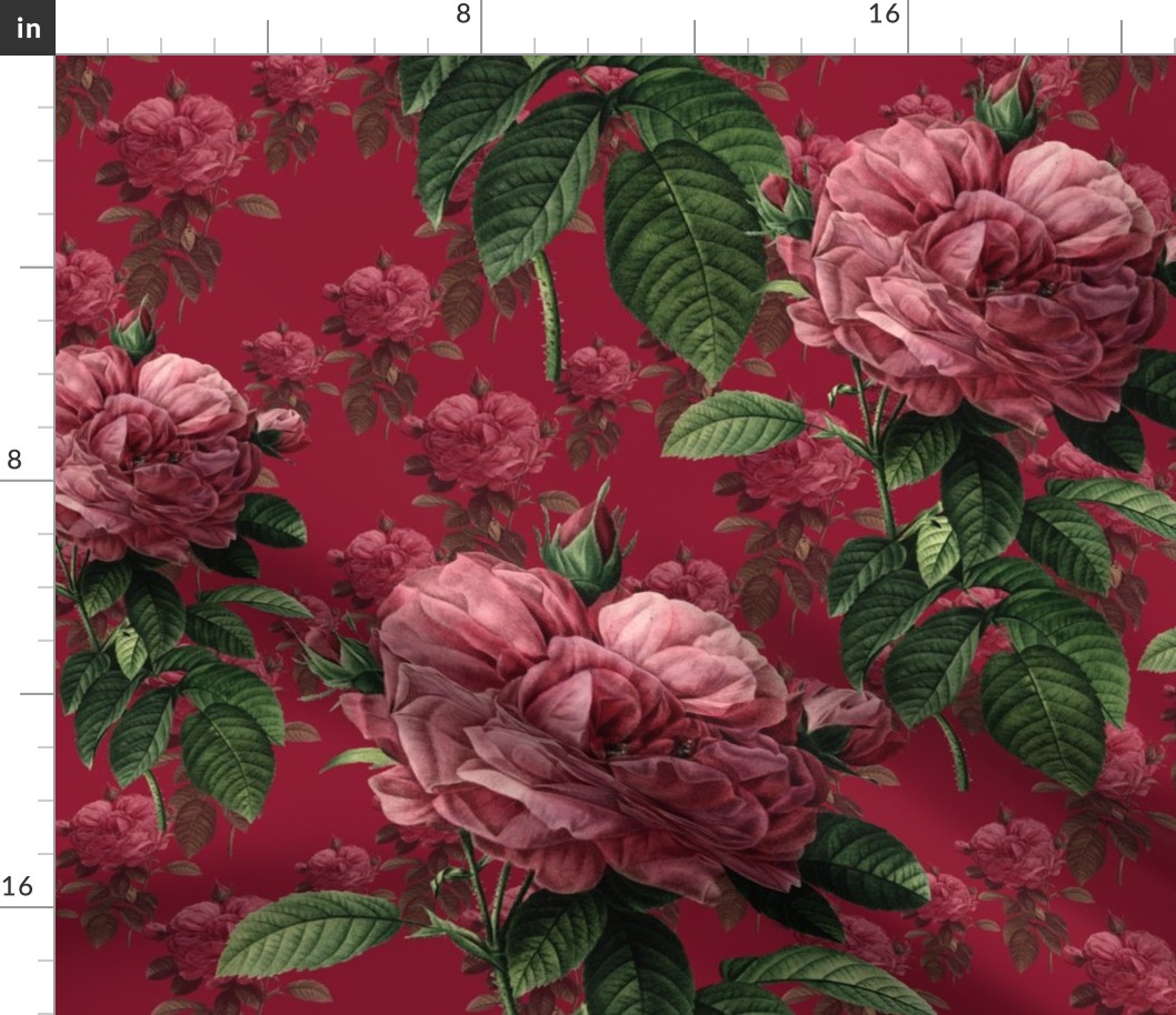 Redoute' Roses ~ Deep Rose