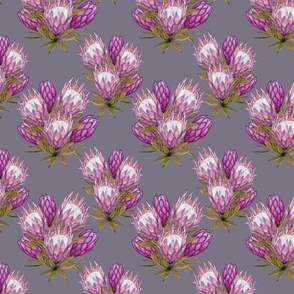 Purple proteas on grey