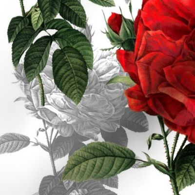 Redoute' Roses ~ Red and Grey