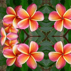 Plumeria