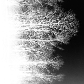 Ghost Forest v2 - black and white