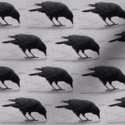Pecking Crow