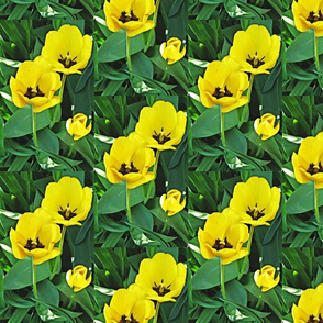 Bright Yellow Tulips